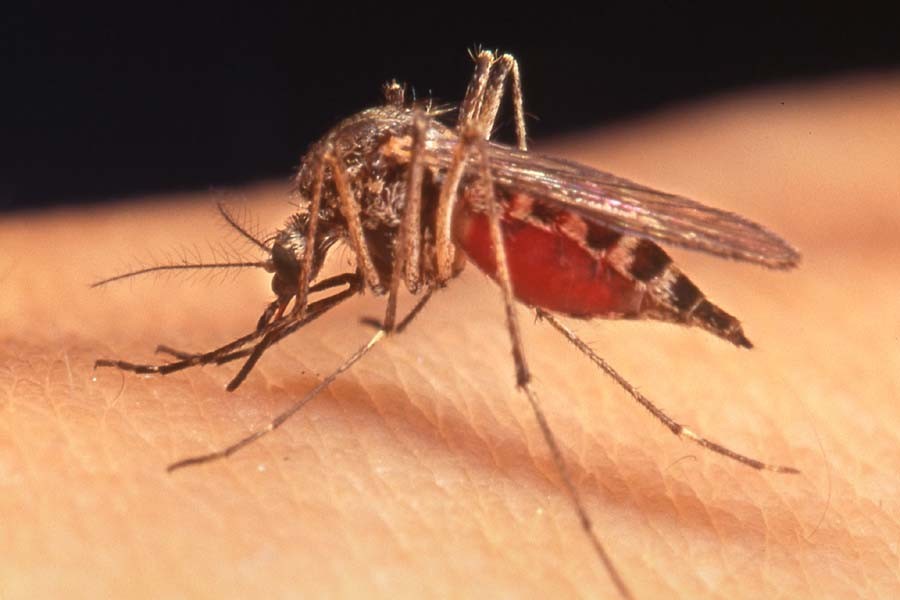 San Fernando Valley in California said to be one of the West Nile virus hotspot. Internet photo