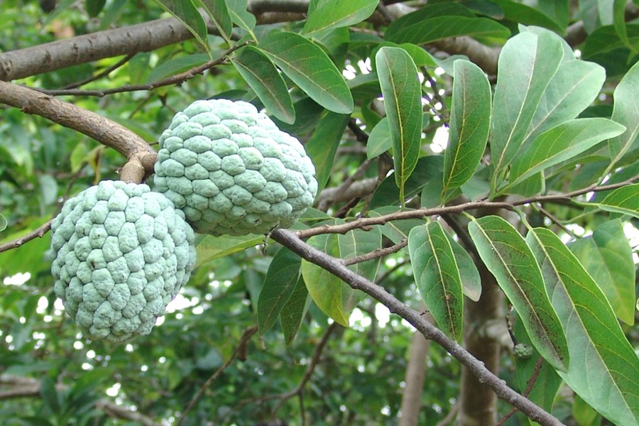 Indigenous fruits disappearing in Narsingdi