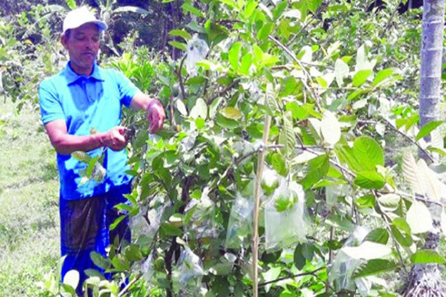 A guava grower working in his orchard in Betgari village under Raninagar upazila of Naogaon on Wednesday   	— FE Photo