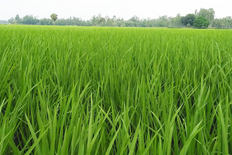 A view of a T-Aman paddy field in Joypurhat district 	— FE Photo