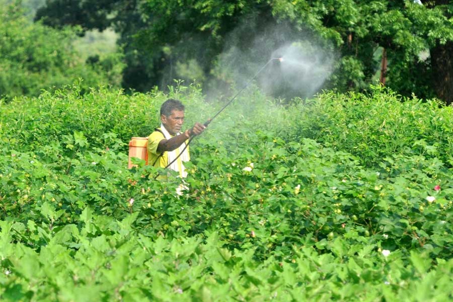 'Cancer Train' and pesticide use in Bangladesh