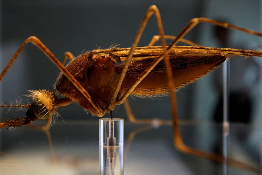 A model of an Anopheles mosquito at the Natural History Museum, in London on September 8, 2009 — Reuters/File