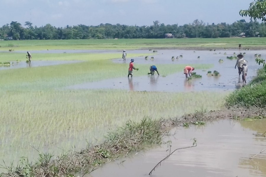 Farmers passing busy time in their T-Aman field in Biswambharpur upazila  of Sunamganj district on Tuesday   	— FE Photo