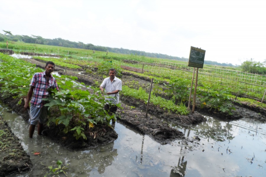 A couple of farmers taking care of their vegetable plants on floating beds in Gobra village under Gopalganj Sadar on Tuesday    	— FE Photo