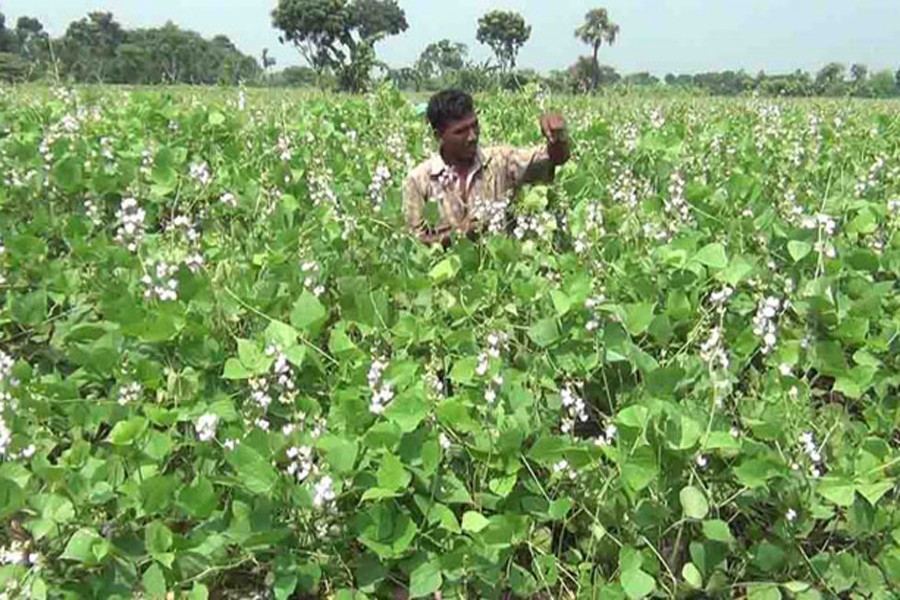 A farmer taking care of his bean field in Naogaon Sadar on Wednesday    	— FE Photo