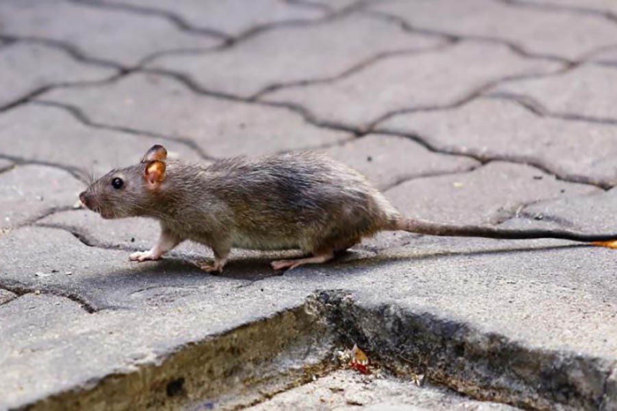 Honk Kong researcher diagnoses first case of rat disease in human