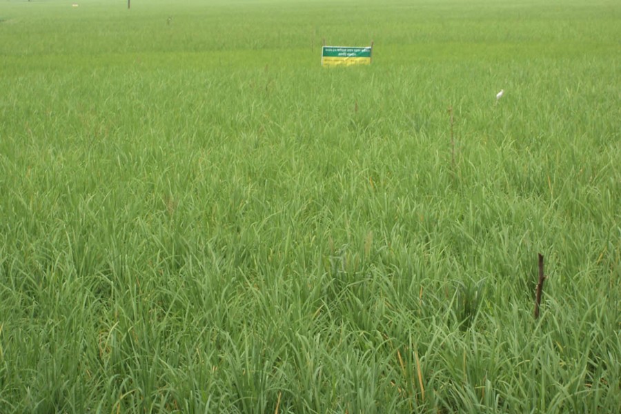 A view of a T-Aman field in Bogura    	— FE Photo