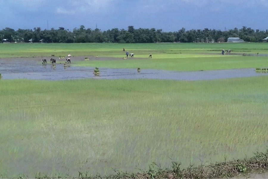 Farmers transplanting T-Aman paddy seedlings on a field in Tahirpur upazila of Sunamganj on Wednesday 	— FE Photo