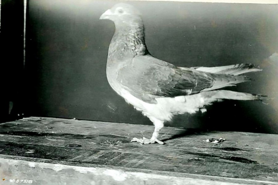 100th anniversary of pigeon’s saving of US troops in WWI