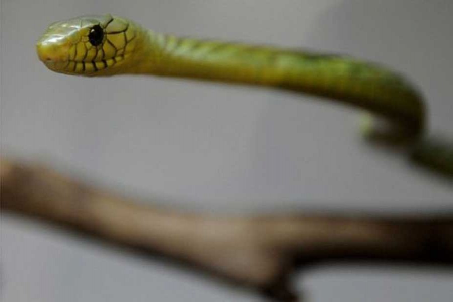 Green mamba snake found after biting 'owner' in Prague