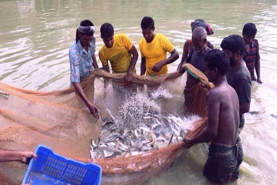 Govt imposes 22-day ban on fishing from Oct 7 in Lakshmipur