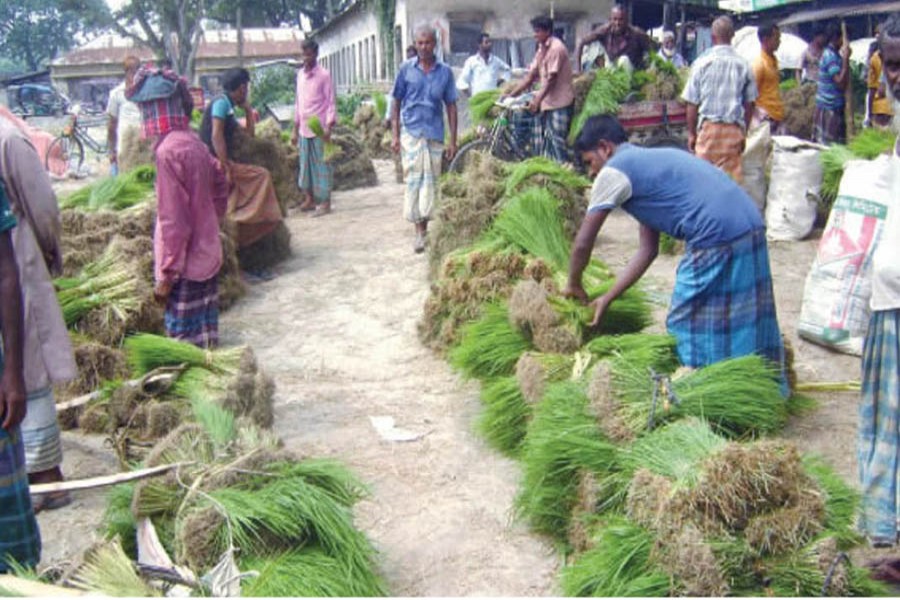 A view of a seedling wholesale market in Sariakandi of Bogura    	— FE Photo