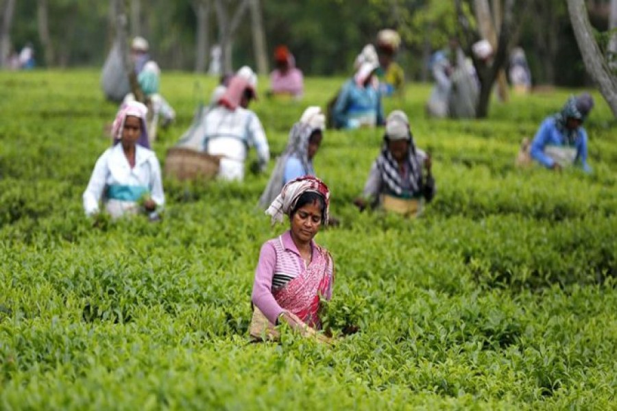 Wages of tea workers up by 20pc