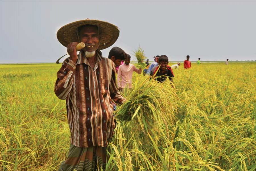 Govt announces Tk 800m incentives for 700,000 farmers