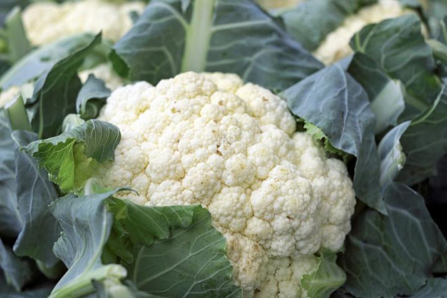 Growers eyeing good yield of early cultivated cauliflower