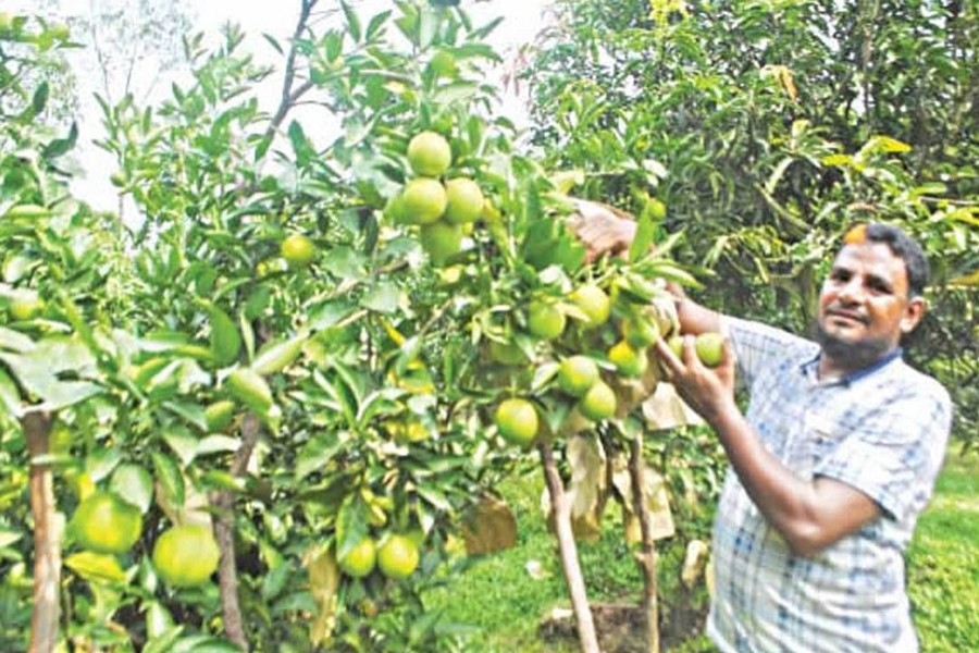 A satisfied malta grower showing the bumper production of the juicy fruit at his orchard on Monday   	— FE Photo