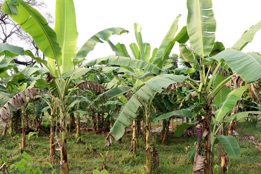 A view of a banana orchard in Rajshahi  	— FE Photo