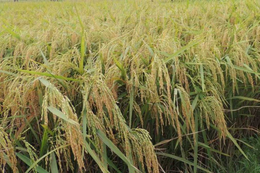 BRRI develops two high yielding rice varieties