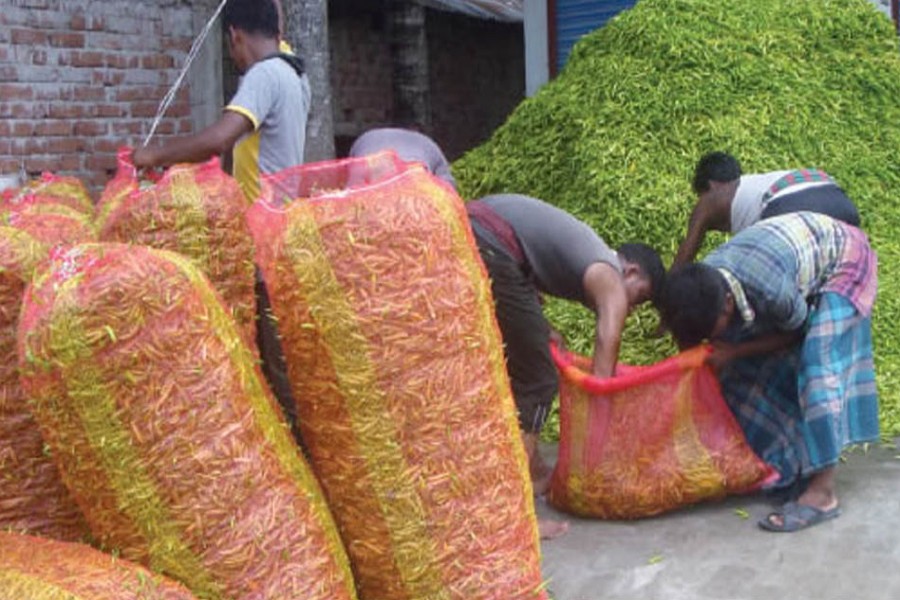 Labourers filling sacks with newly-harvested green chilli in a wholesale market under Adamdighi upazila of Bogura on Monday     	— FE Photo