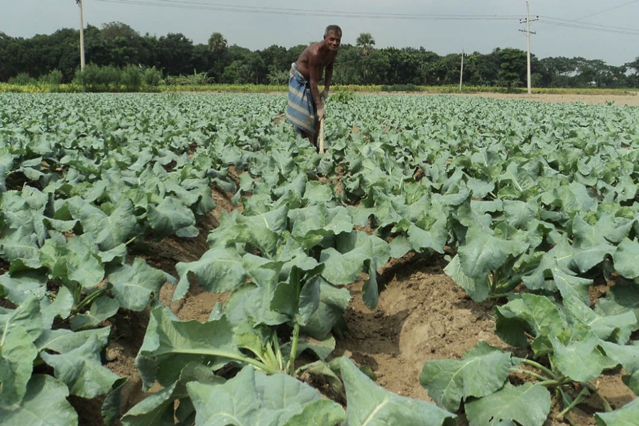 A cauliflower grower taking care of his field in Akkelpur upazila of Joypurhat on Tuesday   	— FE Photo