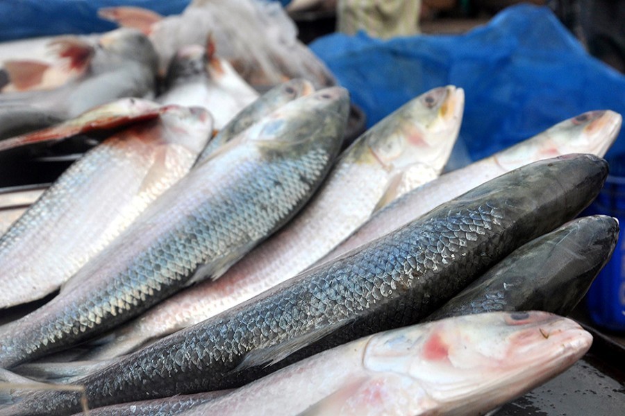 25 fishermen gets jailed for catching hilsa defying ban