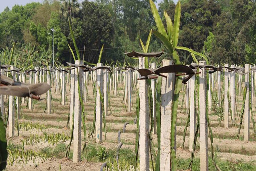 A partial view of a dragon fruit orchard in Raninagar upazila of Naogaon   	— FE Photo