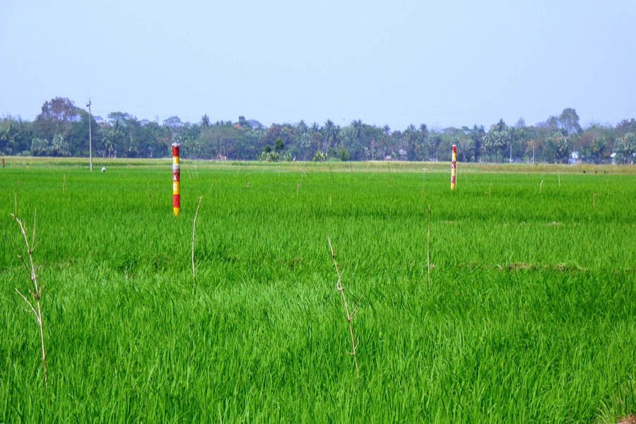 A field of Aman in Beroil village under Magura Sadar where the perching method is being used to control pest  	— FE Photo