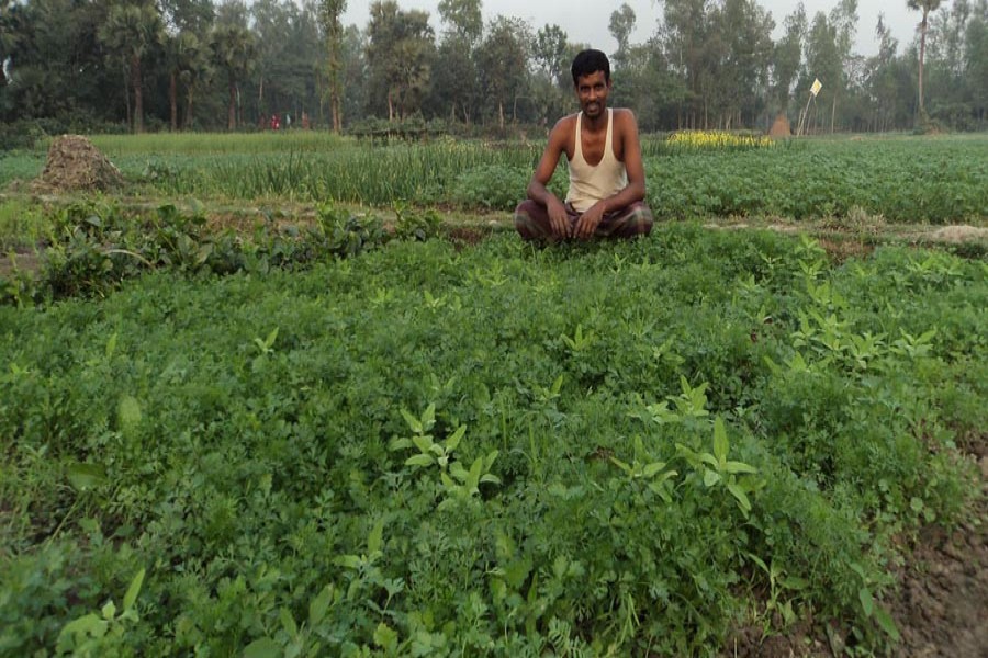 A farmer taking care of his coriander leaf field in Joypurhat on Saturday  	— FE Photo