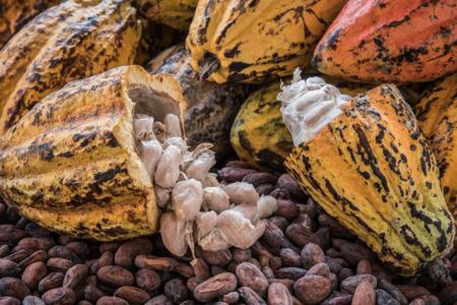 Origin of chocolate pushed back in time