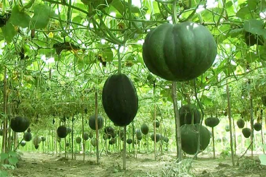 A view of a pumpkin field in Naogaon Sadar   	— FE Photo