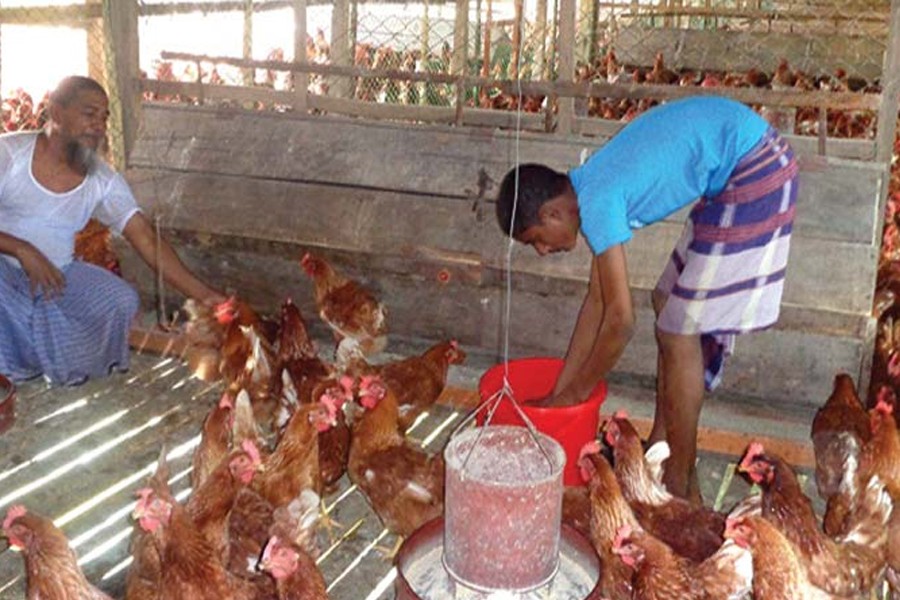 Thrust on promoting food safety in poultry sector