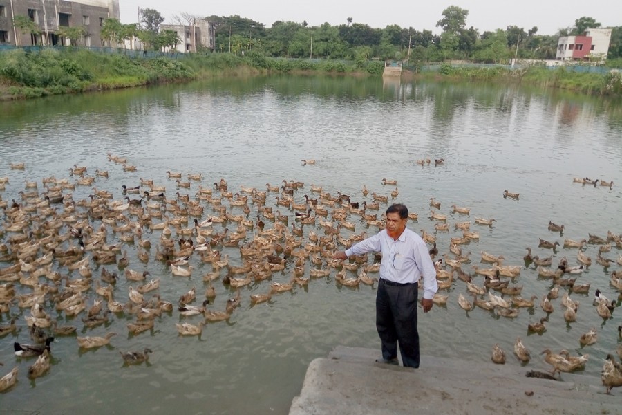 Ducks swimming in the pond of ATI, Jhenidah on Sunday  	— FE Photo