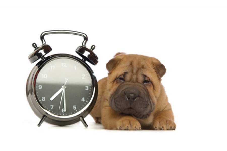 Pets can tell time: Study