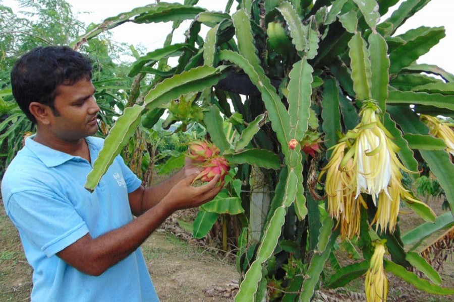 Sohel Rana at his dragon orchard in Rupgram of Naogaon    	— UNB Photo