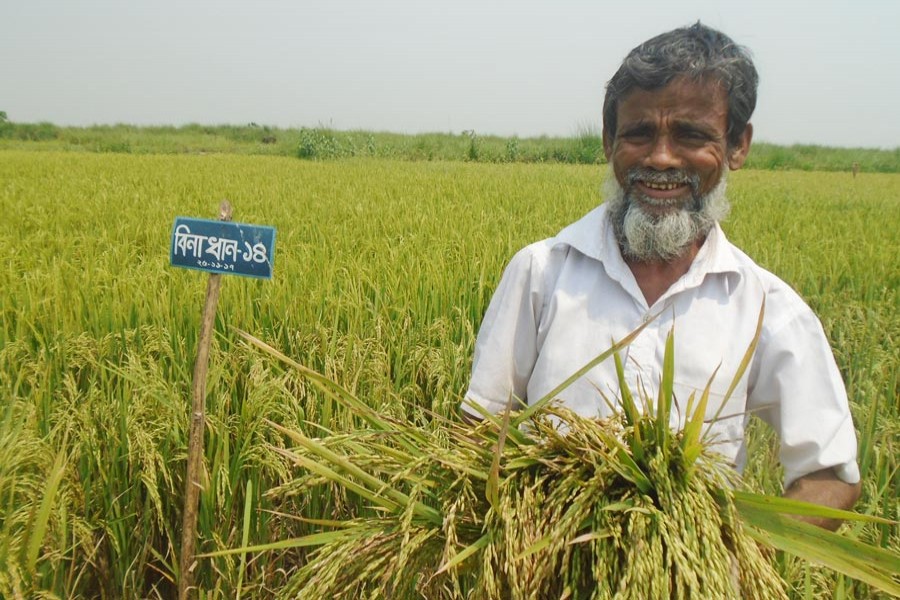 A happy paddy farmer showing his produce at a BINA Dhan-14 field in Sylhet on Wednesday  	— FE Photo