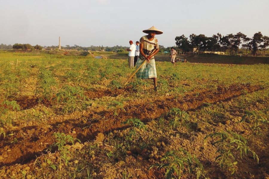 Farm labourers working in a vegetable field in Turukbag village under Golapganj upazila of Sylhet on Thursday  	— FE Photo