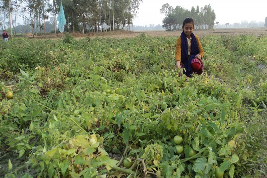 A view of a tomato field in Pashchim Alihali village under Dupchanchia upazila of Bogura    	— FE Photo