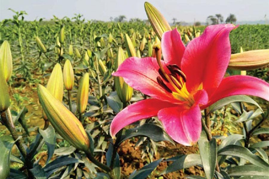 Lilium cultivation faces setback  due to cold storage shortage