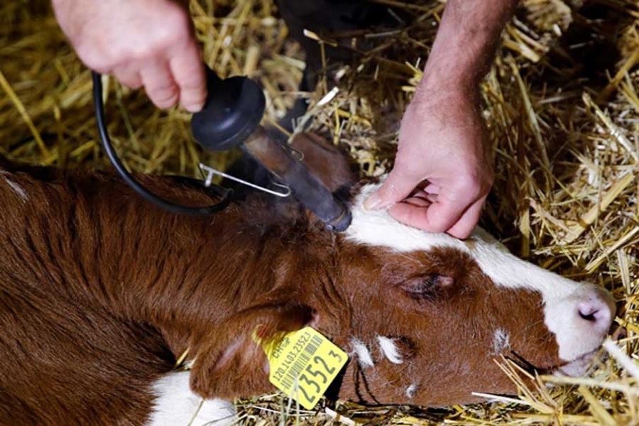 Veterinarian Jean-Marie Surer removes the horn of a calf, ahead of a national vote on the horned cow initiative (Hornkuh-Initiative) on November 25, at a farm in Marchissy, Switzerland, November 15, 2018. - Reuters