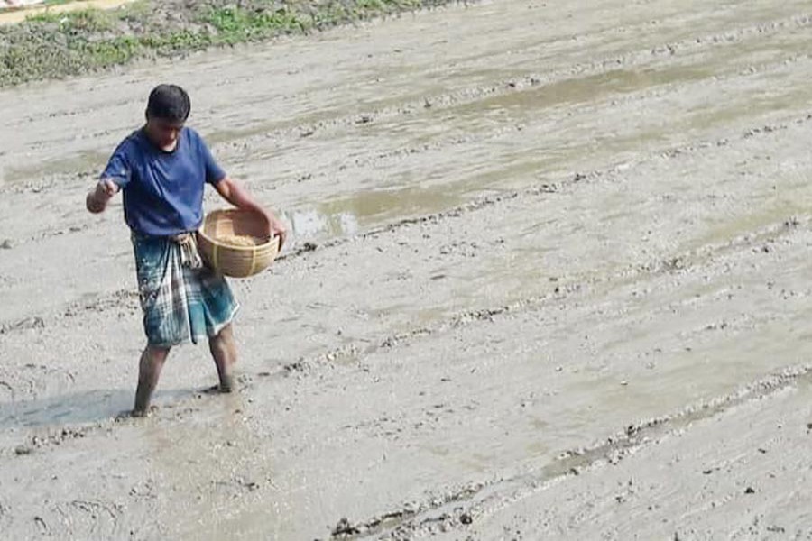 A farmer sprinkling seeds on his Boro seedbed in Digerkul village under Gopalganj Sadar on Tuesday    	— FE Photo