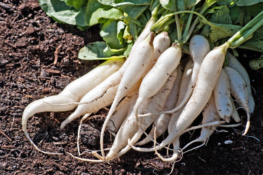 Tangail radish growers expect good production this season