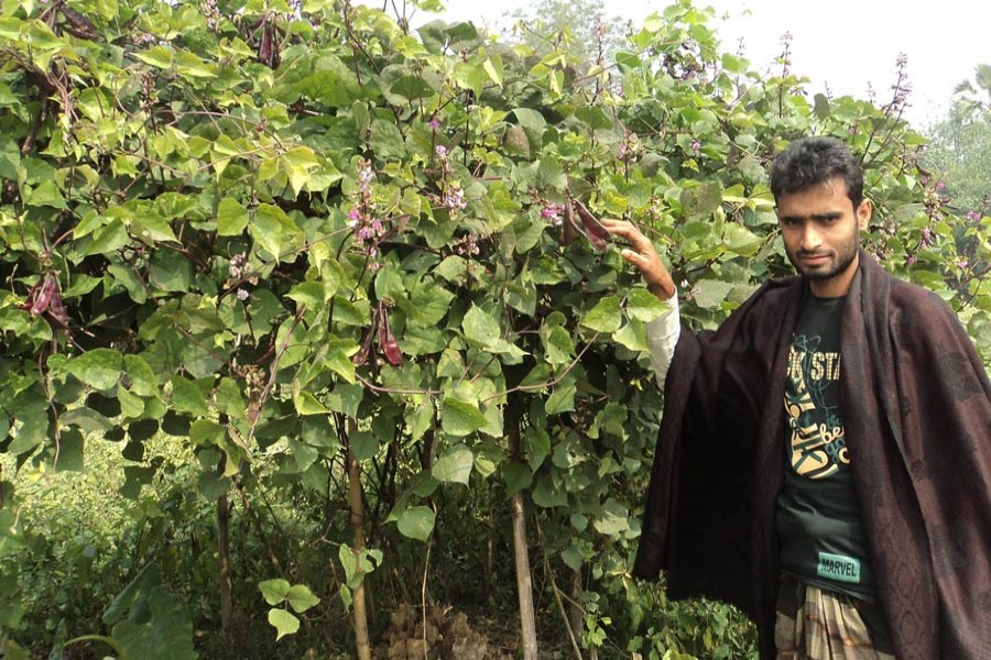 A bean grower showing his produce at a field in Khetlal upazila of Joypurhat on Monday       	— FE Photo