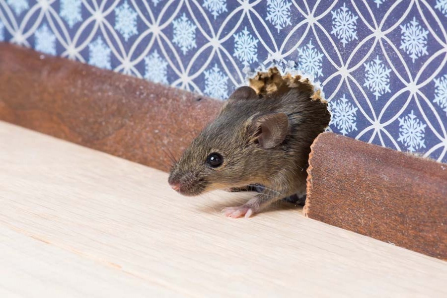 Addressing the country's rat problem   
