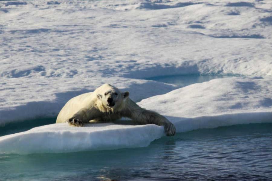 Arctic posts second warmest year on record in 2018