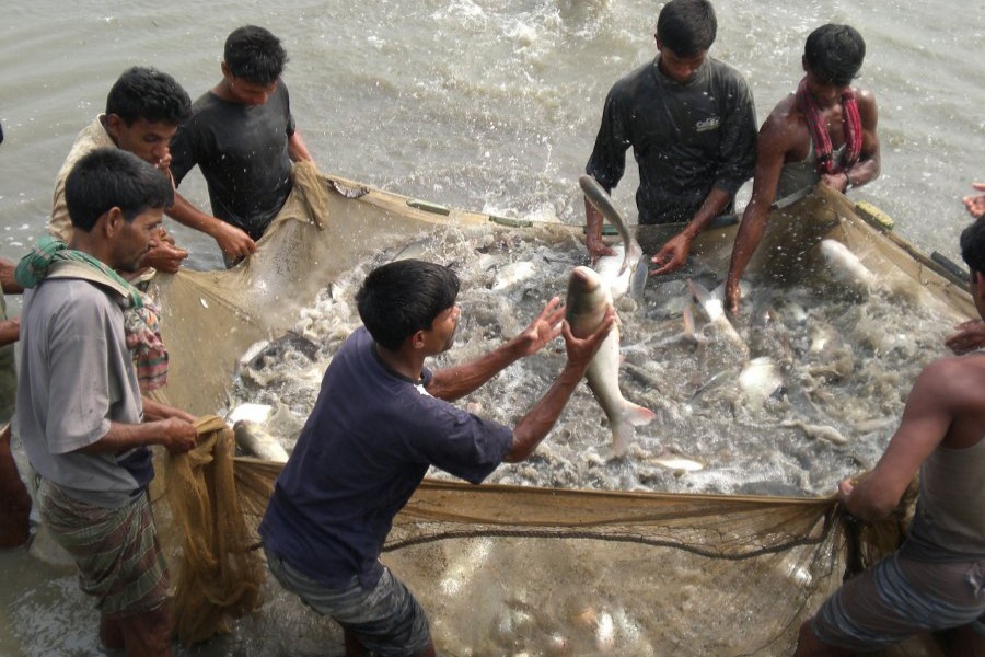 Fish production gets a boost in Rajshahi