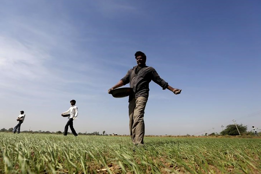 Farmers sprinkling fertilizer on a wheat field on the outskirts of Ahmedabad of India recently. -Reuters Photo