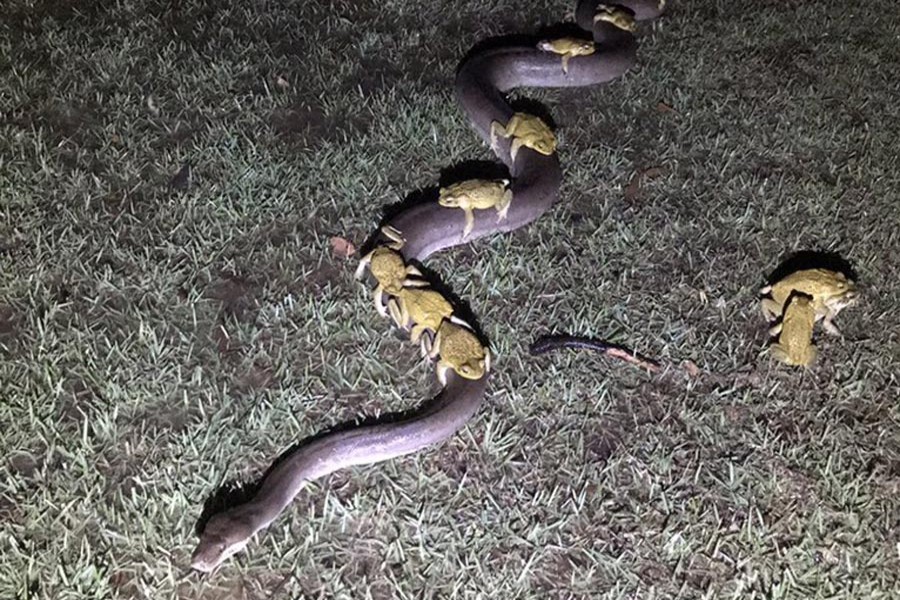 Cane toads ride on python's back