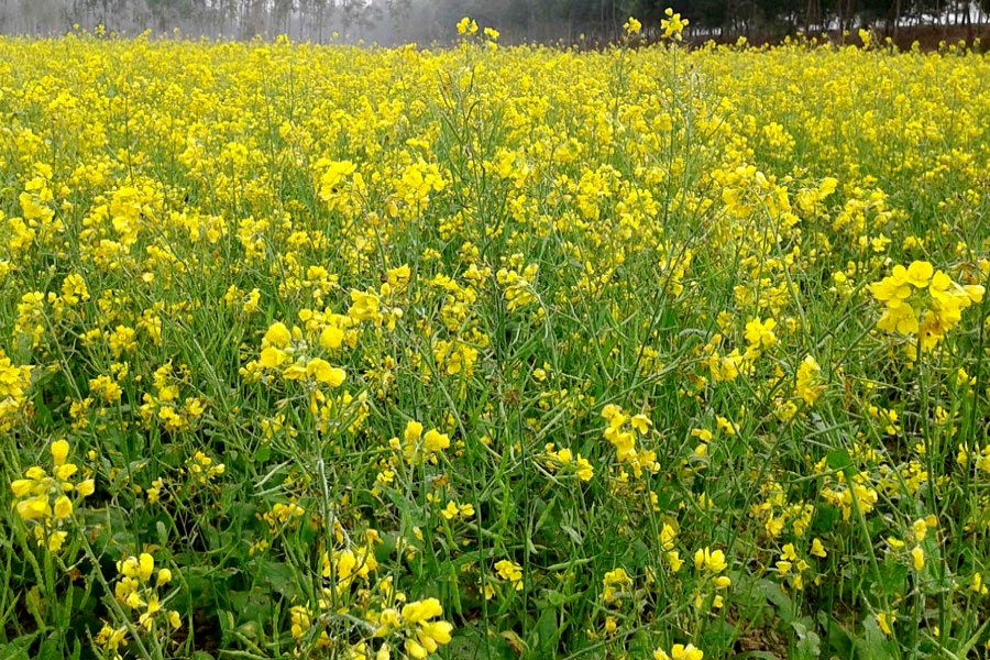 A mustard field in the Shukurerhat area under Mithapukur upazila of Rangpur. The photo was taken on Tuesday     	— FE Photo