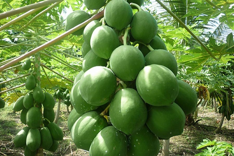 Papaya farming expands in Tangail