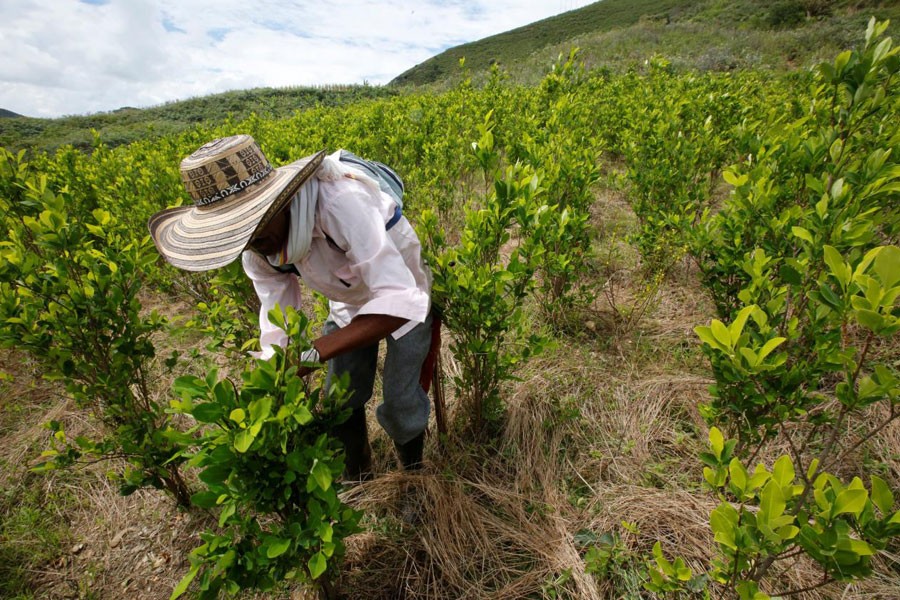 A farmer cleans a coca crop in Cauca, Colombia, January 27, 2017 - REUTERS/Jaime Saldarriaga